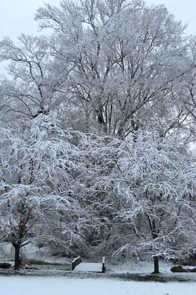 Snow-covered trees and bridges